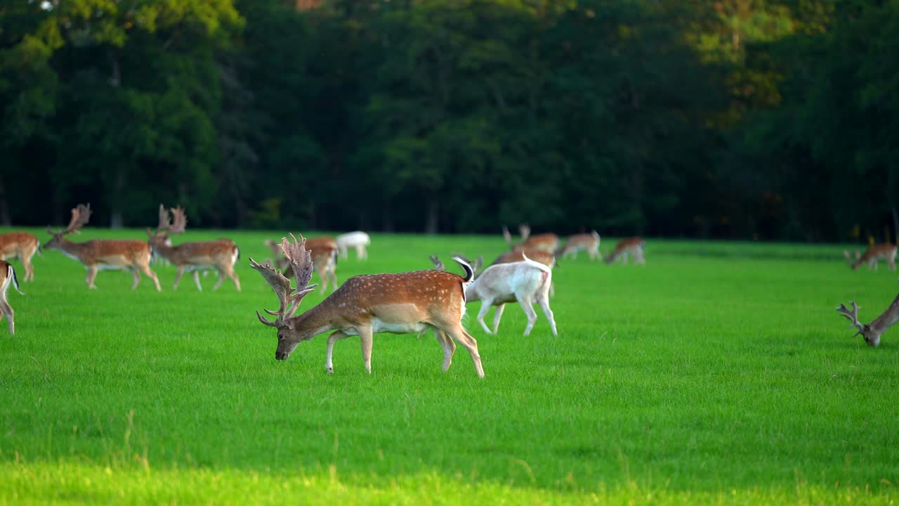 영국 햄프셔 주 뉴 포레스트 의 초원 에서 사육 하는  ⁇ 소  ⁇  의 넓은  ⁇