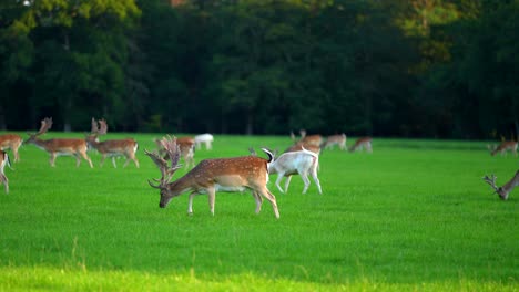 Wide-shot-of-a-herd-of-fallow-deer-grazing-in-a-meadow,-in-the-New-Forest,-Hampshire,-UK