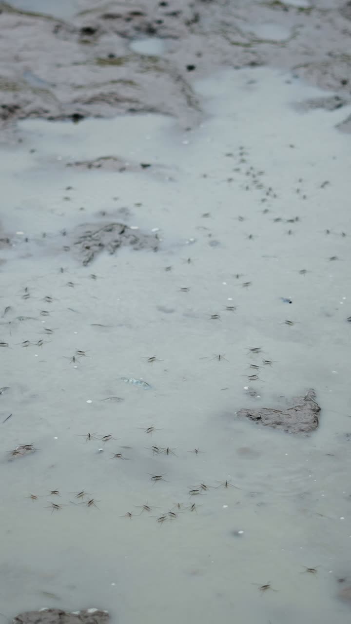 Water striders on muddy water