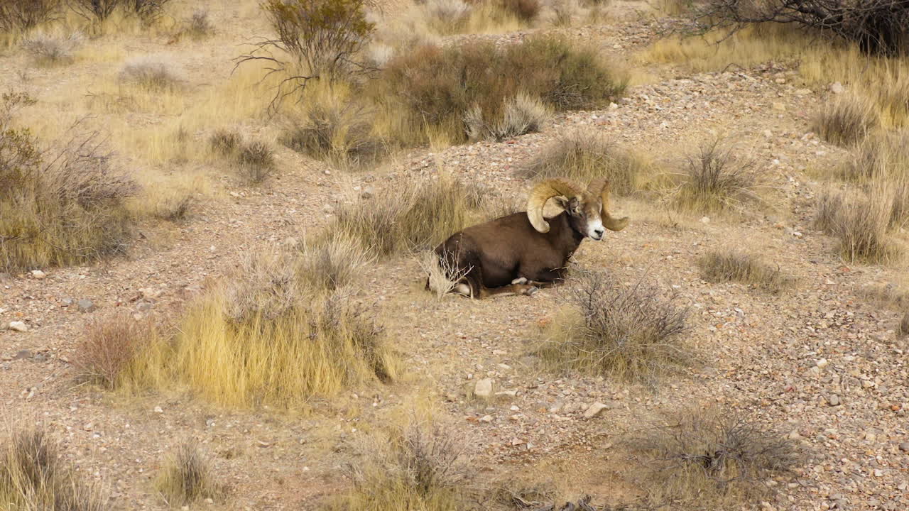 Nevada Ateş Vadisi doğal parkının doğal kurak çöl yaşam alanında tek başına dinlenen büyük boynuzlu yaban koyunları, bölgenin faunasının havadan görünümü.