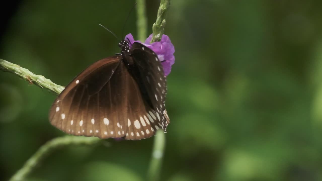 Farfalla corvo comune indiana su fiore di verbena blu Stachytarpheta jamaicensis in primo piano, al rallentatore.