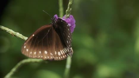 Mariposa-De-Cuervo-Común-Indio-En-Flor-De-Serpiente-Púrpura-Stachytarpheta-Jamaicensis-Cerca-De-Cámara-Lenta