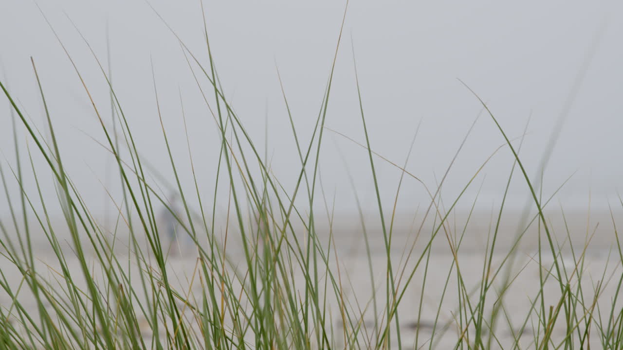 안개 속의 해변 풀