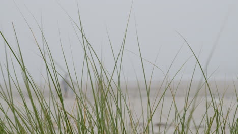 hierba de playa en la niebla