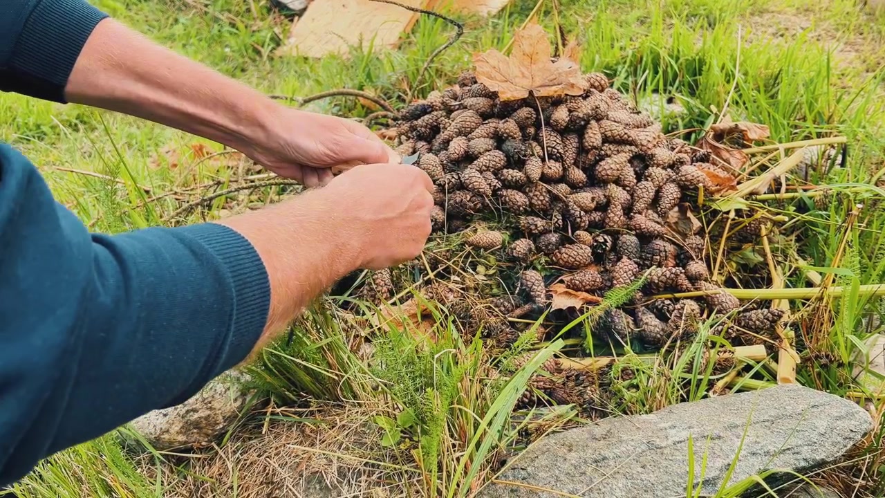 Nærbilde av en person som bruker en tennstål til å tenne en haug med tørre kongler. Ideelt for kommersielle prosjekter og pedagogisk innhold relatert til overlevelse, camping og utendørsutstyr.