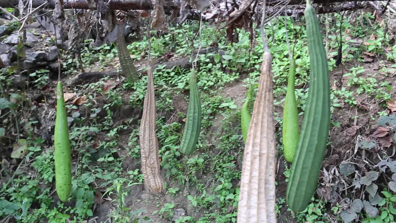 calabaza y calabaza de botella en una granja ecológica