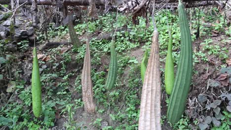 ridge gourd and bottle gourd in an organic farm