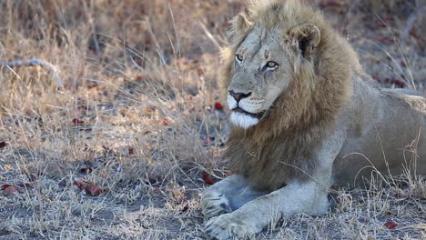 close-up of a blond male lion laying in the grass in the wild