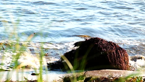 Washed-up-plant-root-system-on-beach-moved-around-by-small-waves,-telephoto