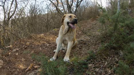 perro sentado en una pista de montaña en el bosque, tiempo de otoño