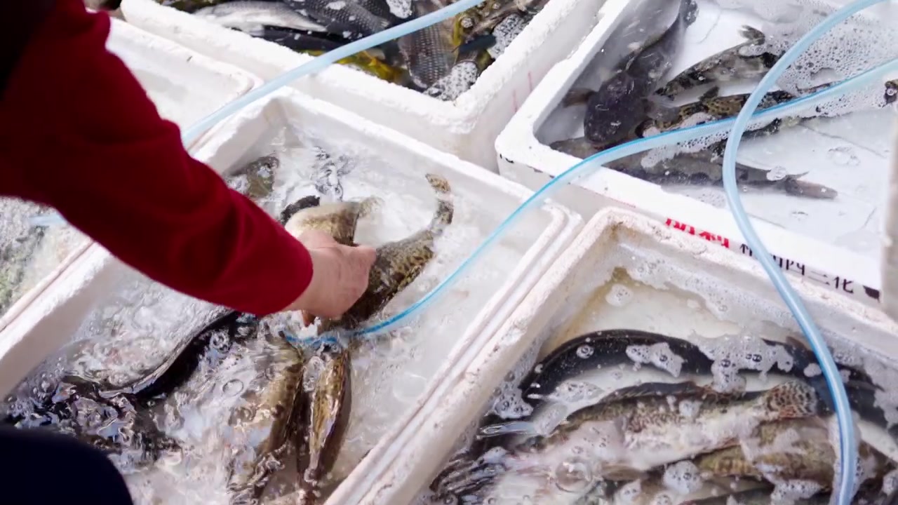 Uma pessoa alcança recipientes cheios de peixes vivos em um movimentado mercado de Xangai. A cena captura a atividade vibrante do comércio local. Adequado para documentários de mercado ou culturais