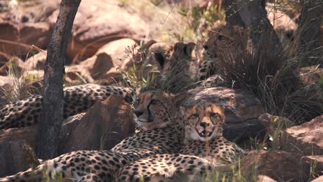 Vier-Geparden,-Die-Auf-Felsen-Im-Schatten-Der-Bäume-In-Der-Afrikanischen-Sonne-Liegen