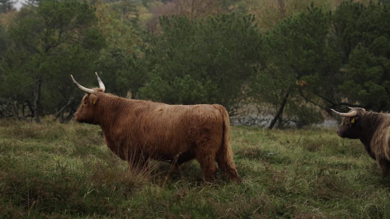 una foto de ganado de las tierras altas de galloway de pie en un tranquilo paisaje danés en un día lluvioso