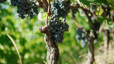 primer plano uvas vino tinto uvas maduras