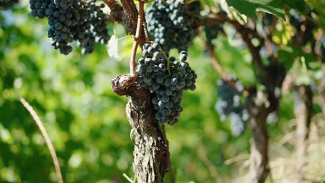 closeup grapes red wine ripe grapes