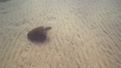 sea turtle at shikmona, near bat galim promenade, haifa, israel, underwater