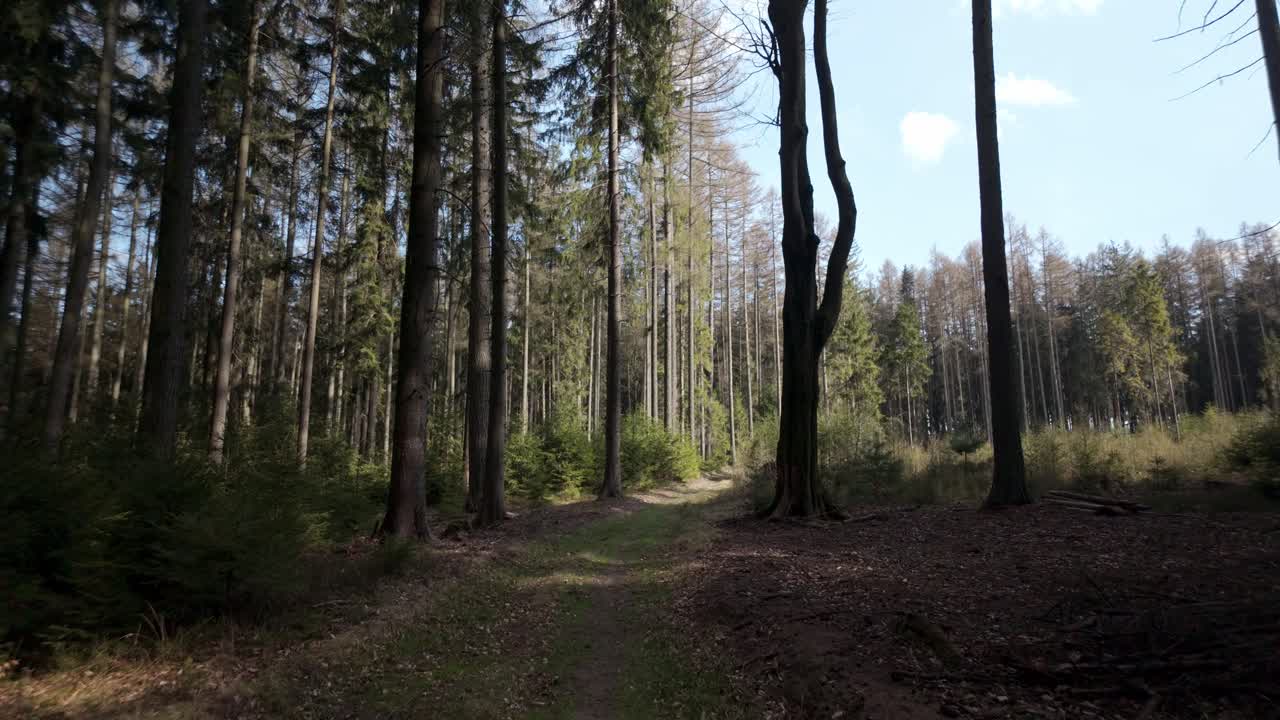 Spring forest on a sunny morning. A walk among the trees gives strength and a cheerful mood. POV