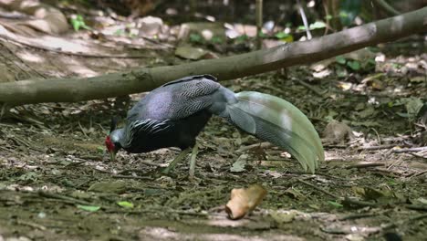 Foraging-on-the-ground-facing-to-the-left-deep-in-the-forest,-Kalij-Pheasant-Lophura-leucomelanos,-Thailand