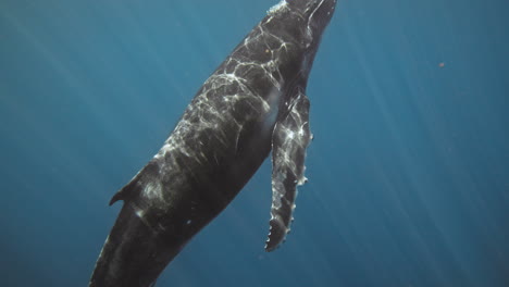 Humpback whale floats majestically to surface of water in slow motion as it releases air bubbles