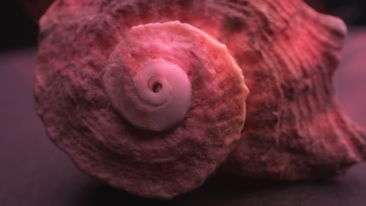 Close-up of a Pink Seashell