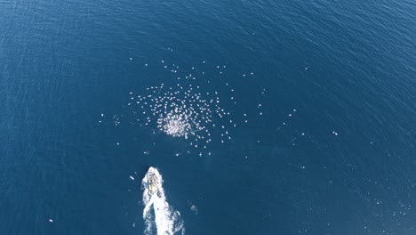 Flock-Of-Seabirds-Disturbed-And-Scattered-As-The-Fishing-Boat-Passed-By-The-Open-Waters-In-Patagonia-Argentina