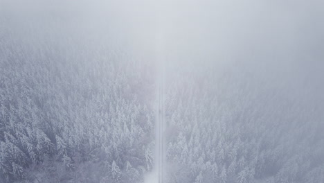 Neblige-Atmosphäre-über-Dichtem-Kiefernwald-Im-Winter