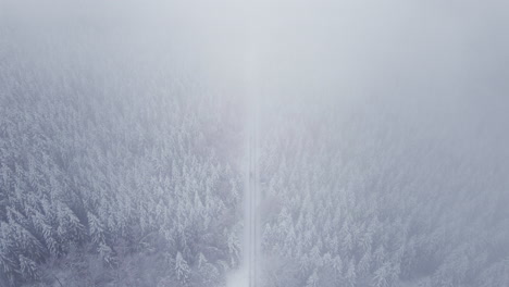 misty atmosphere over dense pine forest during winter