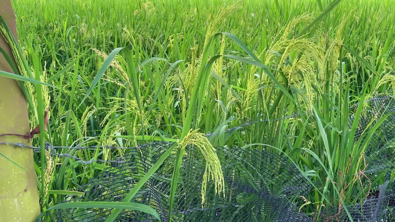 Golden rice panicles swaying softly in the breeze, showing the ripening stage of paddy cultivation and the serene rhythm of rural farmlands