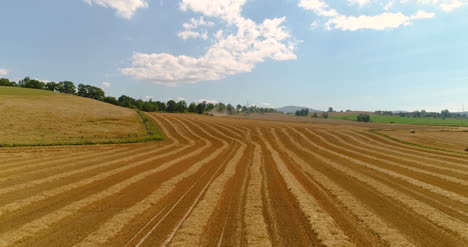 campo de trigo recién cosechado 4k