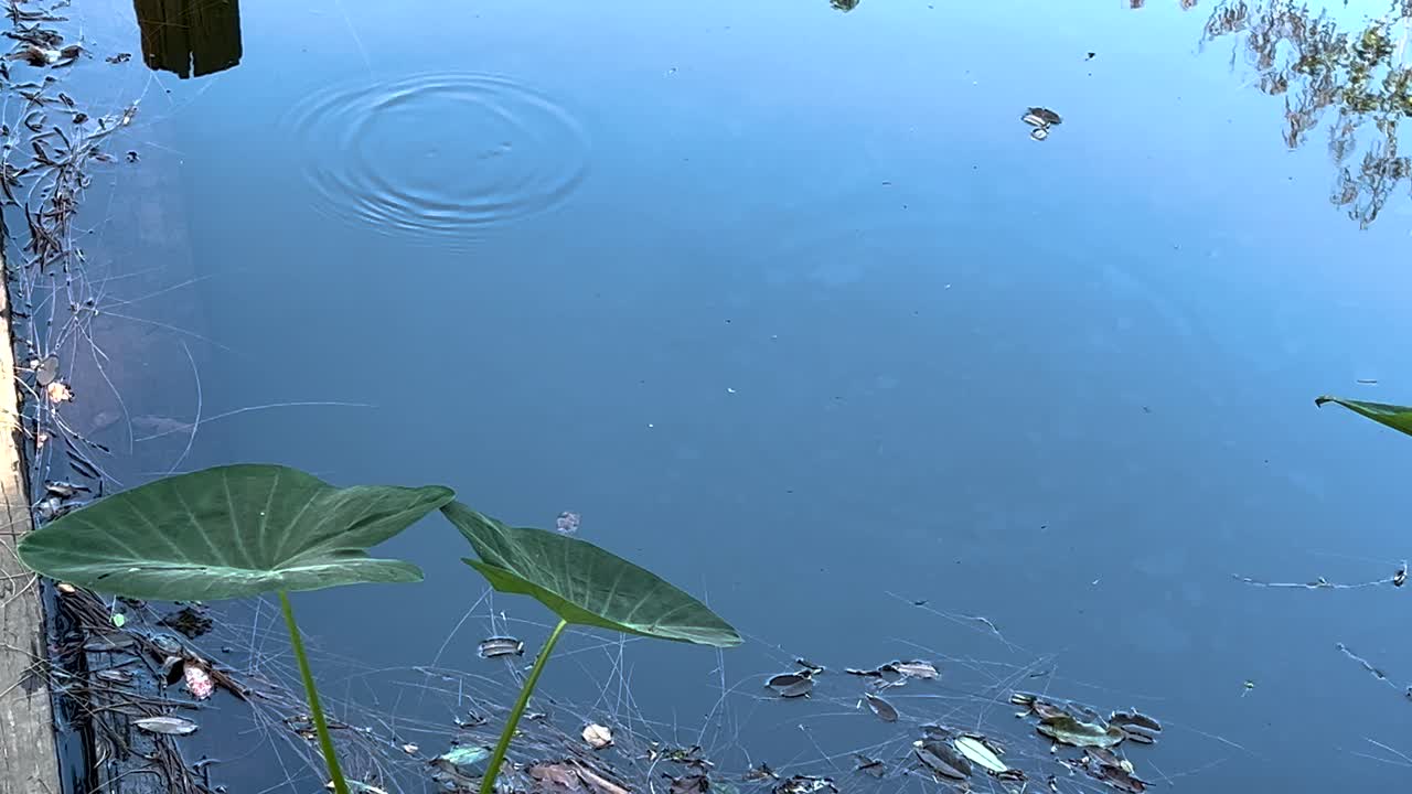 부드러운 파동은 연못의 평온한 표면을 방해합니다.