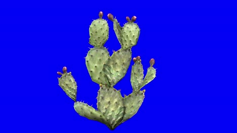 3d prickly pear cactus