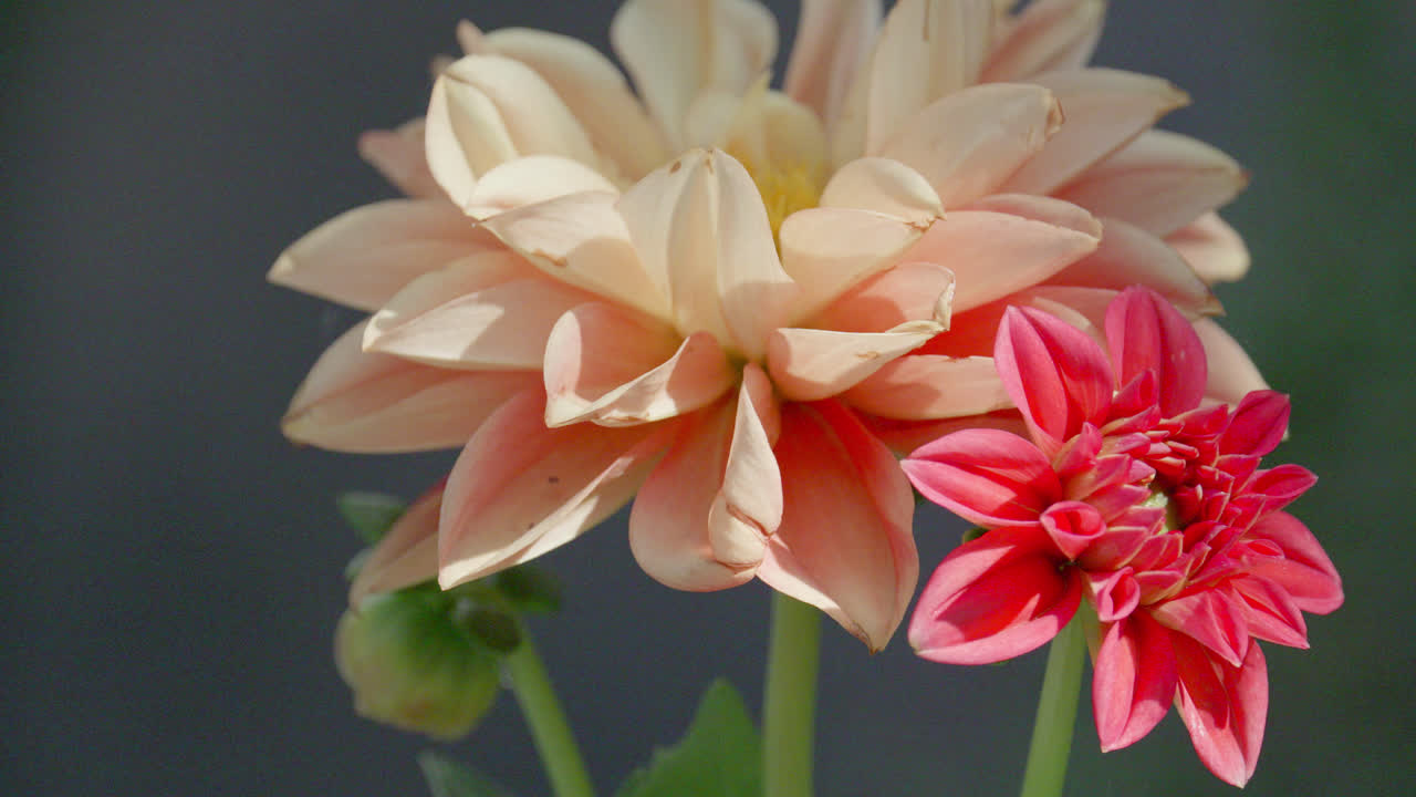 Video ravvicinato di un capolino di dalia color pesca con la luce del sole estivo che illumina la scena del giardino