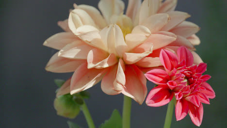 video en primer plano de una cabeza de flor de dahlia de melocotón con el sol de verano iluminando la escena del jardín