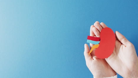 video of hands holding kidneys on blue background with copy space