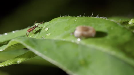 rack focus from walking hard tick to tick engorged with blood on leaf, macro