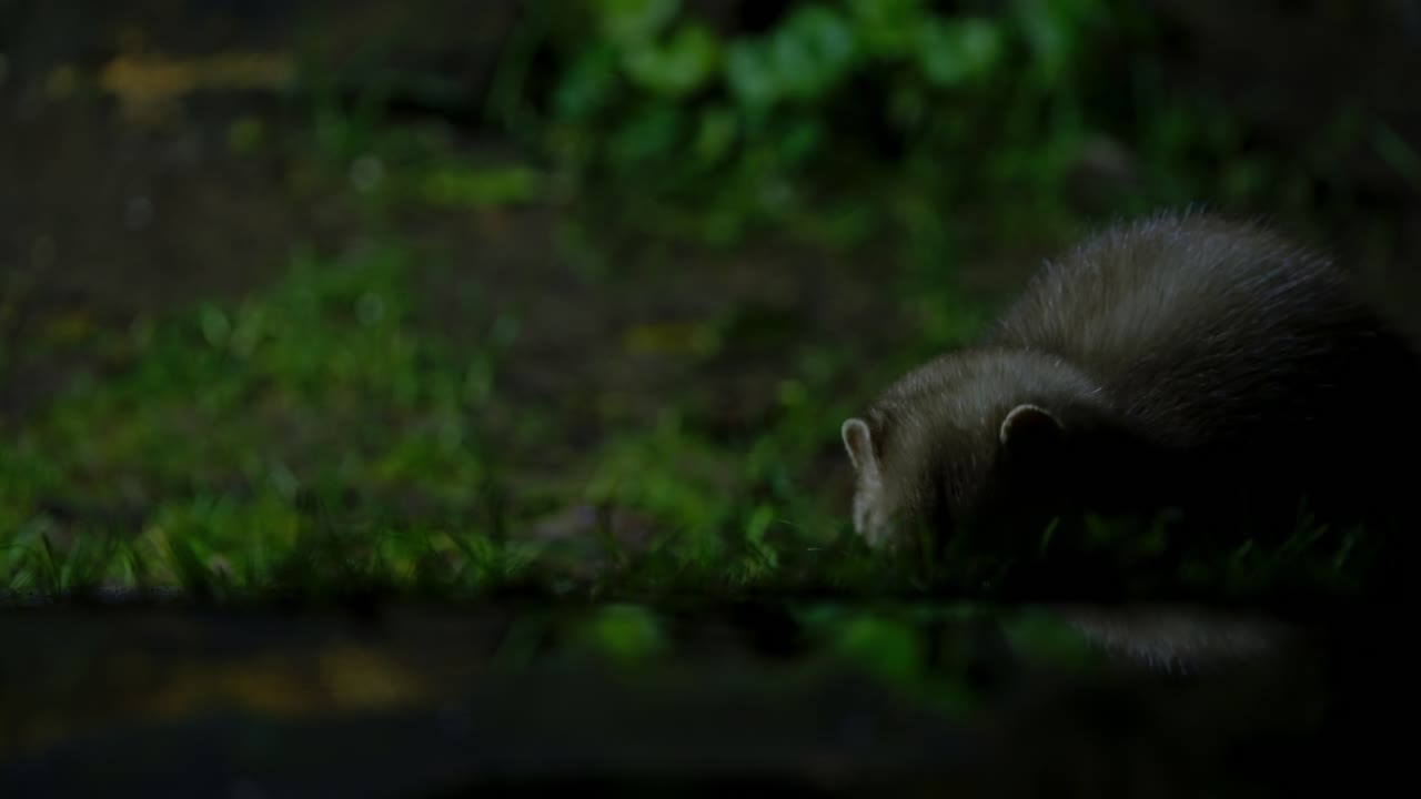 A beech marten sniffing the forest ground under trees during a quiet night in Drenthe, Netherlands