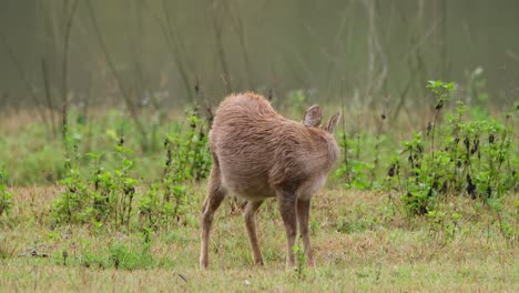 ciervo cerdo indio, hyelaphus porcinus, tailandia