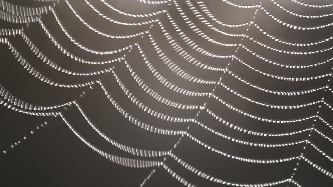 Dew drops in spider web in wind