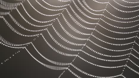 gotas de rocío en telaraña en el viento