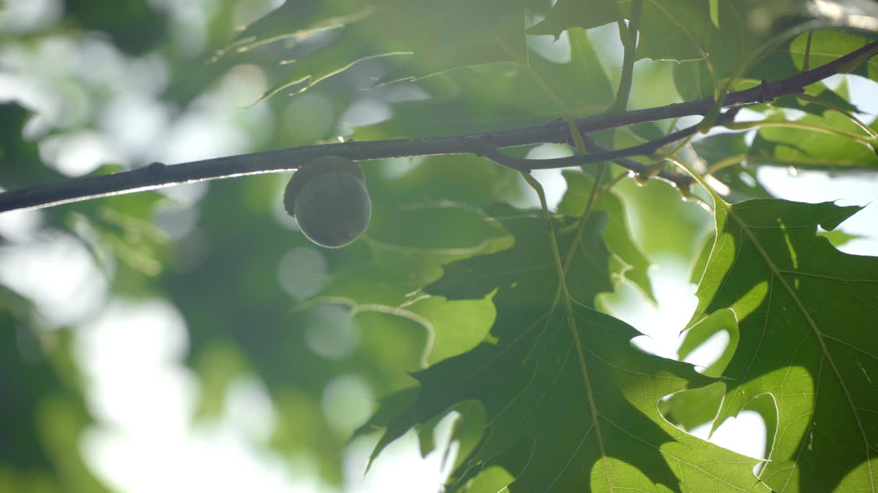 Ramo di quercia con foglie verdi e ghianda. Quercia in estate in primo piano.