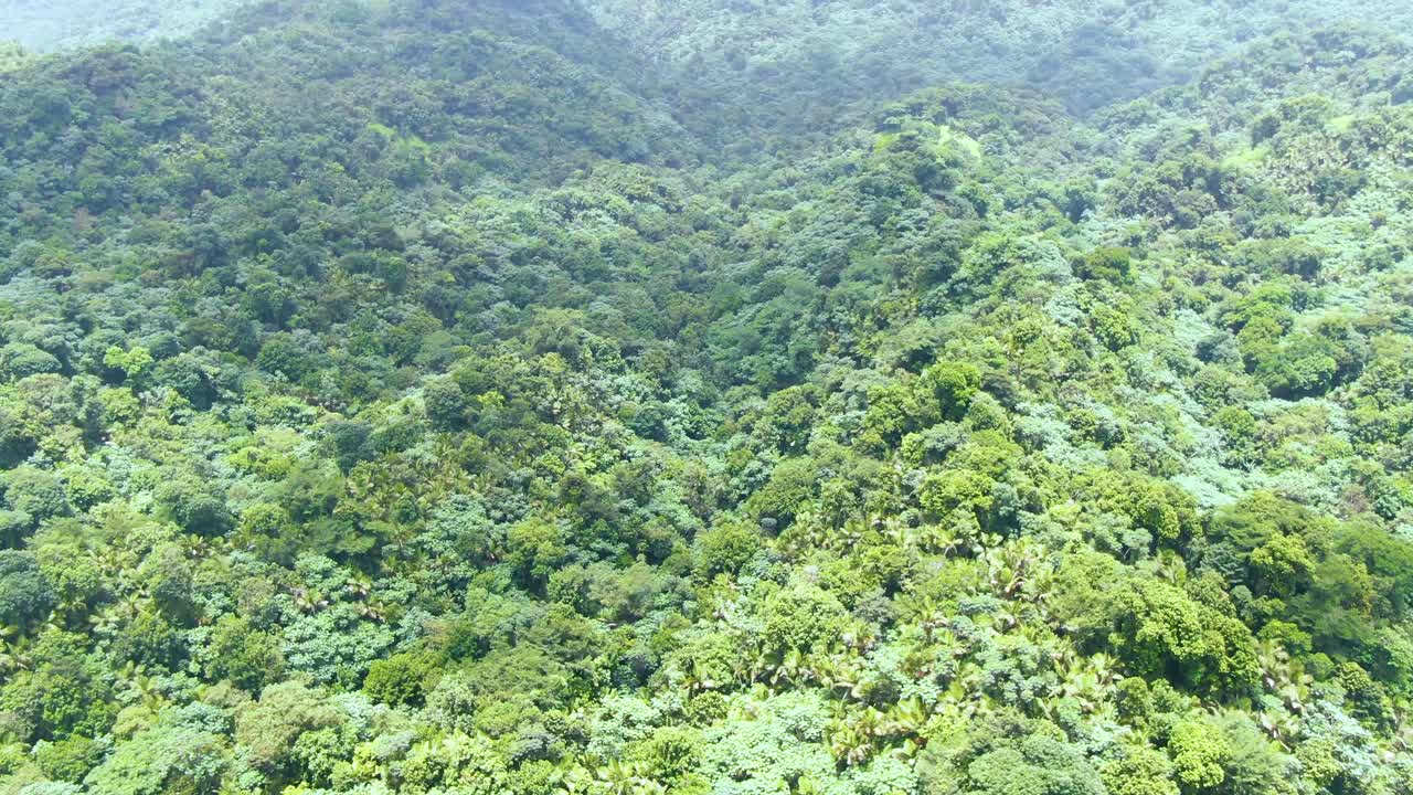 Aerial of vast green forest landscape in Puerto Rico, reveal tilt up
