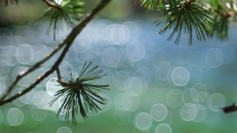 A-pine-branch-with-delicate-needles-stands-in-sharp-relief-against-a-blurred-background-where-a-flowing-river-creates-a-dynamic-bokeh-effect,-crafting-a-scene-of-serene-nature