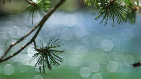 una rama de pino con agujas delicadas se encuentra en un relieve agudo contra un fondo borroso donde un río que fluye crea un efecto bokeh dinámico, creando una escena de naturaleza serena