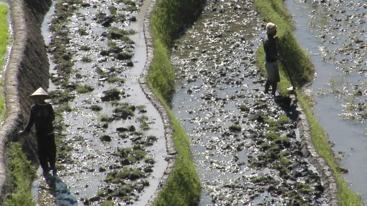 계단식 논에서 일하는 농부들