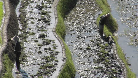 Los-Agricultores-Trabajan-En-El-Campo-De-Arroz-En-Terrazas.