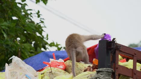 opportunist male crab-eating macaque, long-tailed macaque standing on the dumpster truck, rummage through the mountain of rubbish with its prehensile hands, searching for food