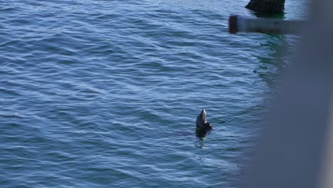 тюлень смотрит на воду