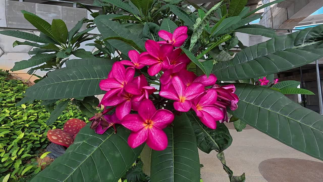 Plumeria rubra, a tropical ornamental plant, displays vibrant red, large blossoms. Perfectly suited for outdoor home gardens in warm climates.