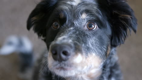 cerca de adorable perro pastor lamiendo labios y moviendo la cola en cámara lenta