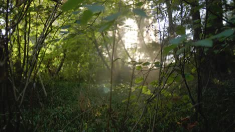 Dolly-Right-Shot-Soft-Sun-Light-Shine-Between-the-Branches-at-the-Forest